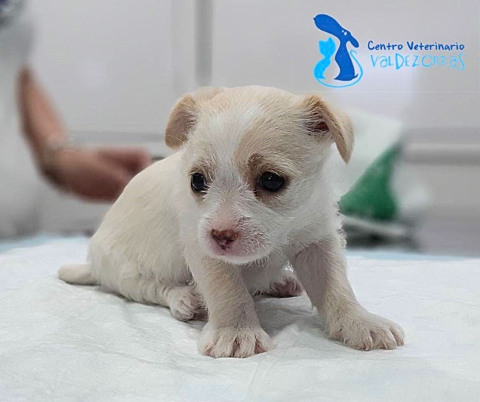 Cetro Veterinario Valdezorras