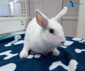 Cuidados Conejos como Mascotas