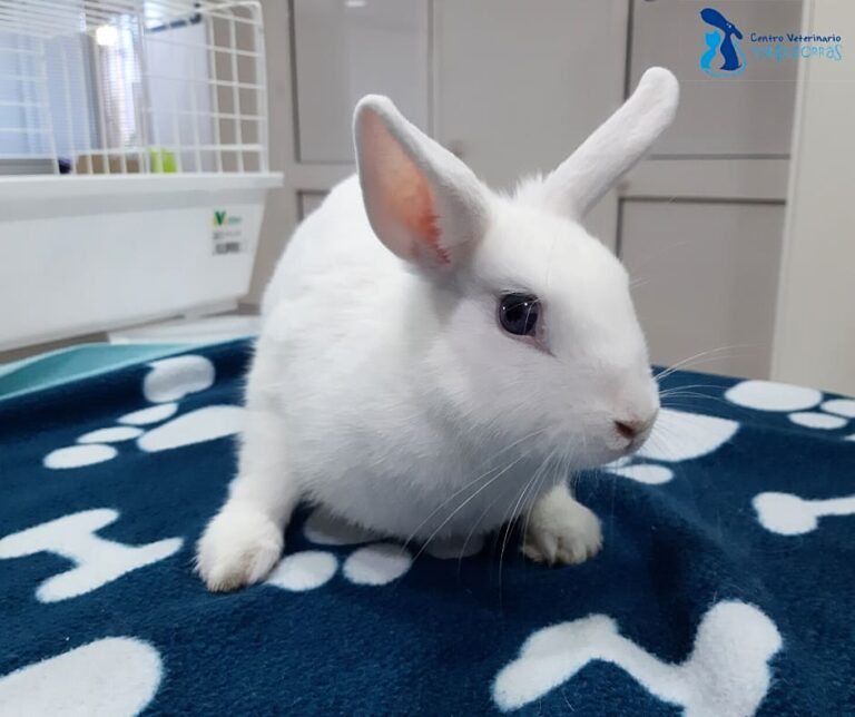 Cuidados Conejos como Mascotas