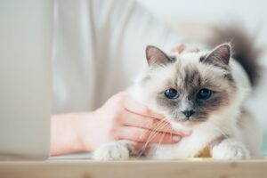 Cuidados para Gatos en Verano