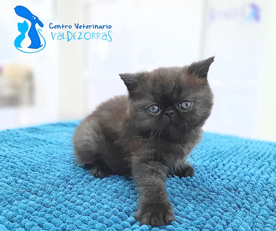 Veterinario Valdezorras